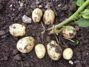 没有钱1在线观看土豆,揭秘贫困生活背后的感人故事  第1张